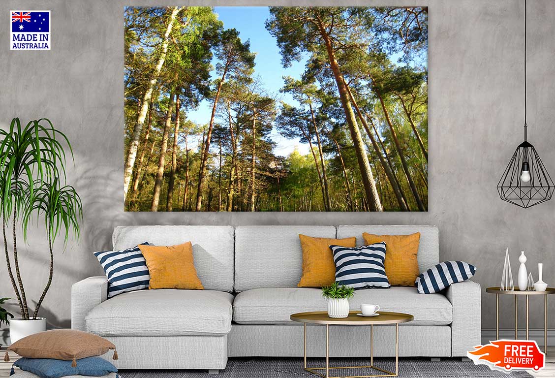 Tall Tree Forest Photograph Print 100% Australian Made