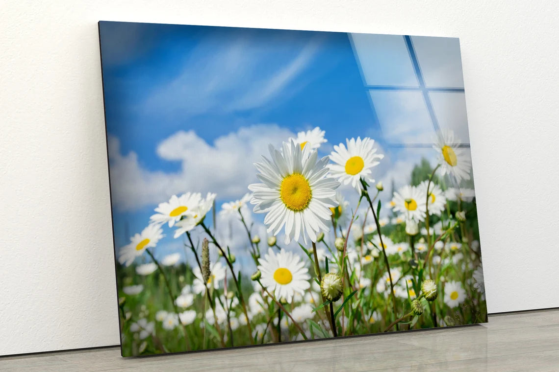 White Flower Field Photograph Acrylic Glass Print Tempered Glass Wall Art 100% Made in Australia Ready to Hang