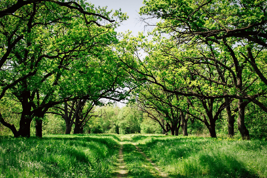 Pathways in the Forest Photograph Print 100% Australian Made