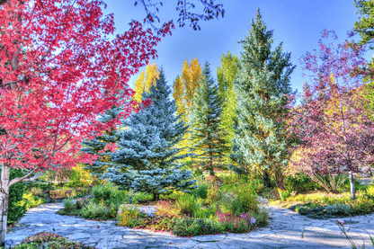 Colorful Autumn Trees Photograph Print 100% Australian Made