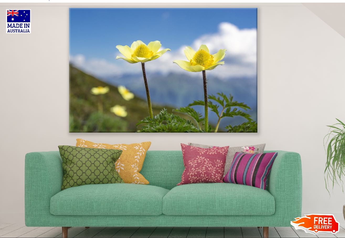 Yellow Anemone Flowers Photograph Print 100% Australian Made