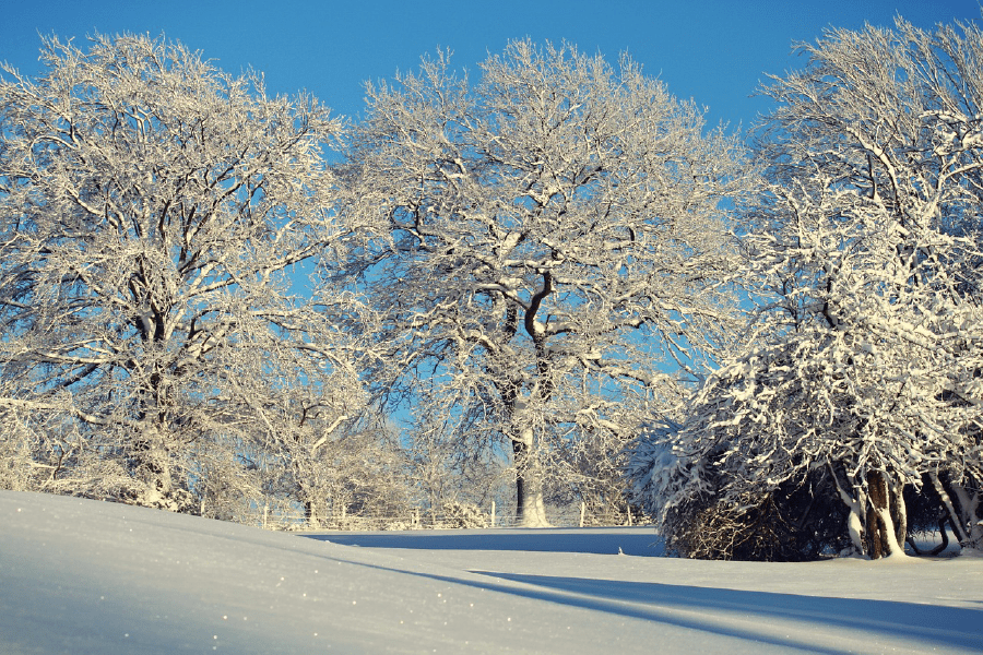 Snowy Winter Forest Photograph Print 100% Australian Made