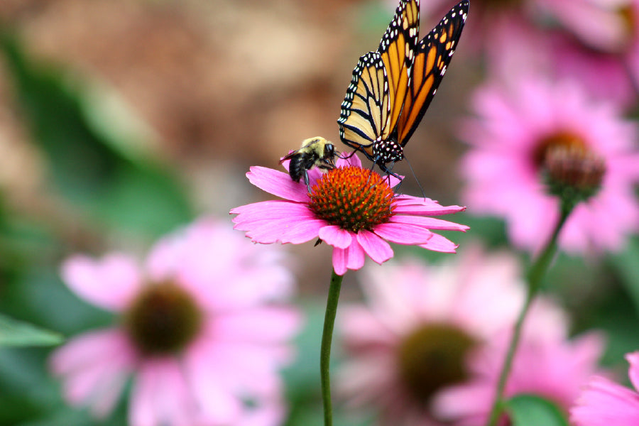 Butterfly & Bee on Pink Daisy Flower Photograph Print 100% Australian Made