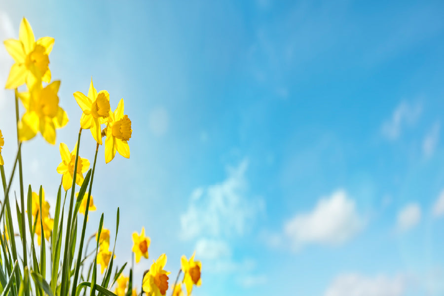 Yellow Daffodils Flowers Sky View Photograph Print 100% Australian Made