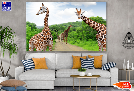 Giraffes Walking Photograph Print 100% Australian Made