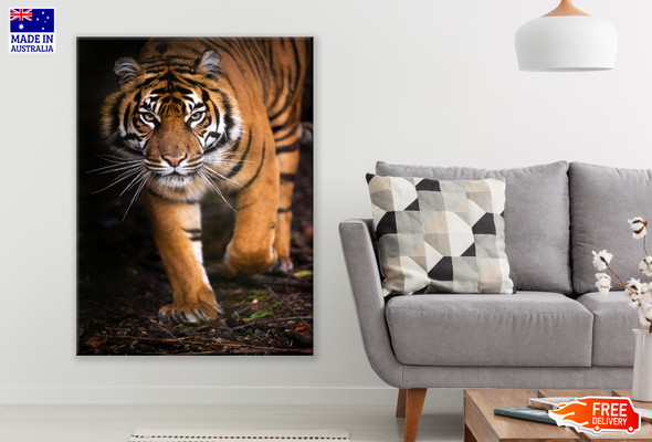 Tiger Walking in Forest Photograph Print 100% Australian Made