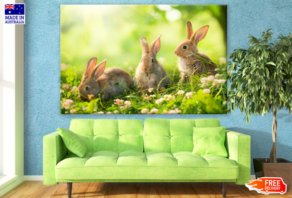 Rabbits on Grass Photograph Print 100% Australian Made