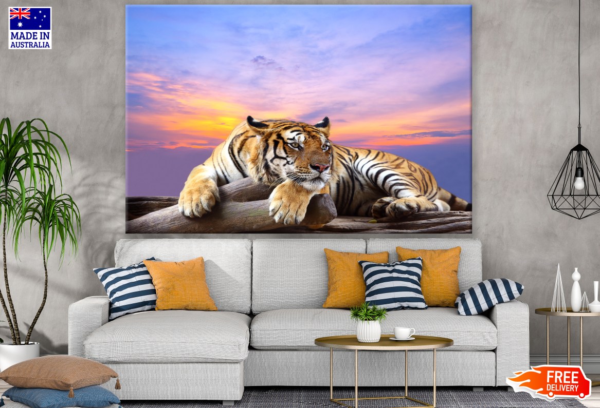 Tiger Looking Photograph Print 100% Australian Made