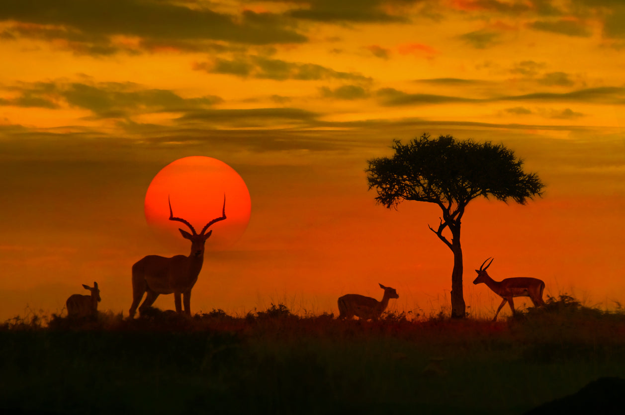 Deer in Kruger Park Sunset View Photograph Print 100% Australian Made