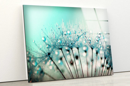 Dandelion Flowers with Water Drops Photograph Acrylic Glass Print Tempered Glass Wall Art 100% Made in Australia Ready to Hang