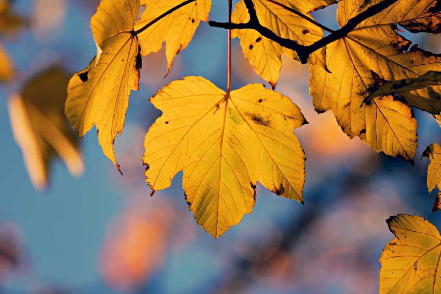 Yellow Leaves Closeup Photograph Print 100% Australian Made