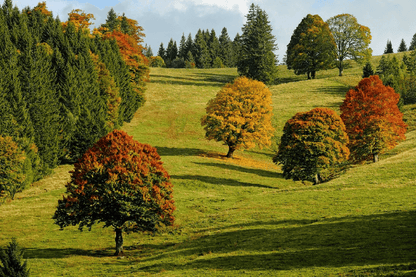 Autumn Forest Trees Fall Foliage Photograph Print 100% Australian Made