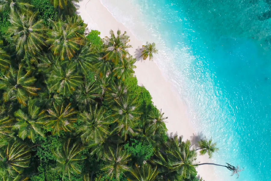 Palm Trees on Sandy Sea Aerial View Photograph Home Decor Premium Quality Poster Print Choose Your Sizes