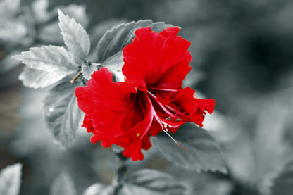 Red Hibiscus B&W View Photograph Home Decor Premium Quality Poster Print Choose Your Sizes