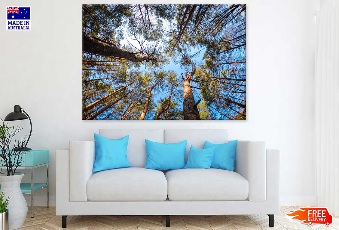 Tall Tree Forest Photograph Print 100% Australian Made