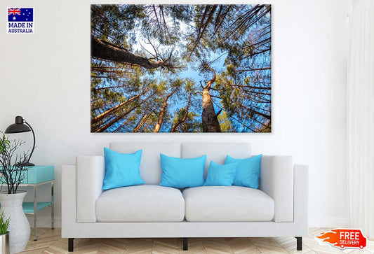 Tall Tree Forest Photograph Print 100% Australian Made