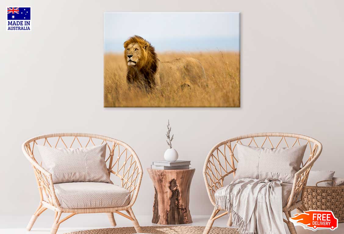 African Lion in Serengeti Park View Photograph Print 100% Australian Made