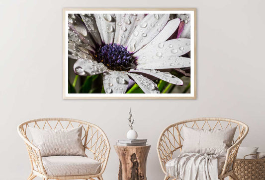 African Daisy Closeup View Photograph Home Decor Premium Quality Poster Print Choose Your Sizes