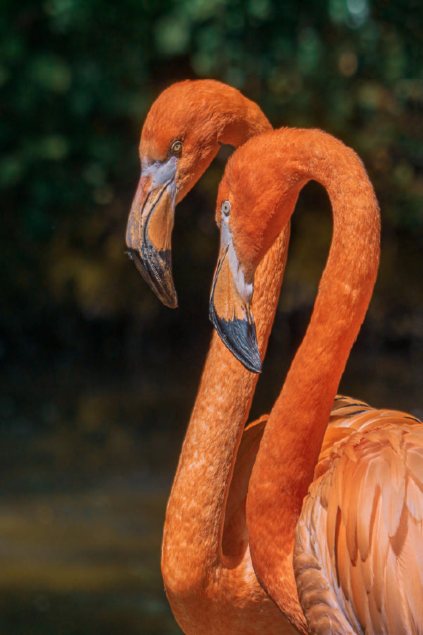 Flamingo Birds Portrait Closeup View Photograph Home Decor Premium Quality Poster Print Choose Your Sizes