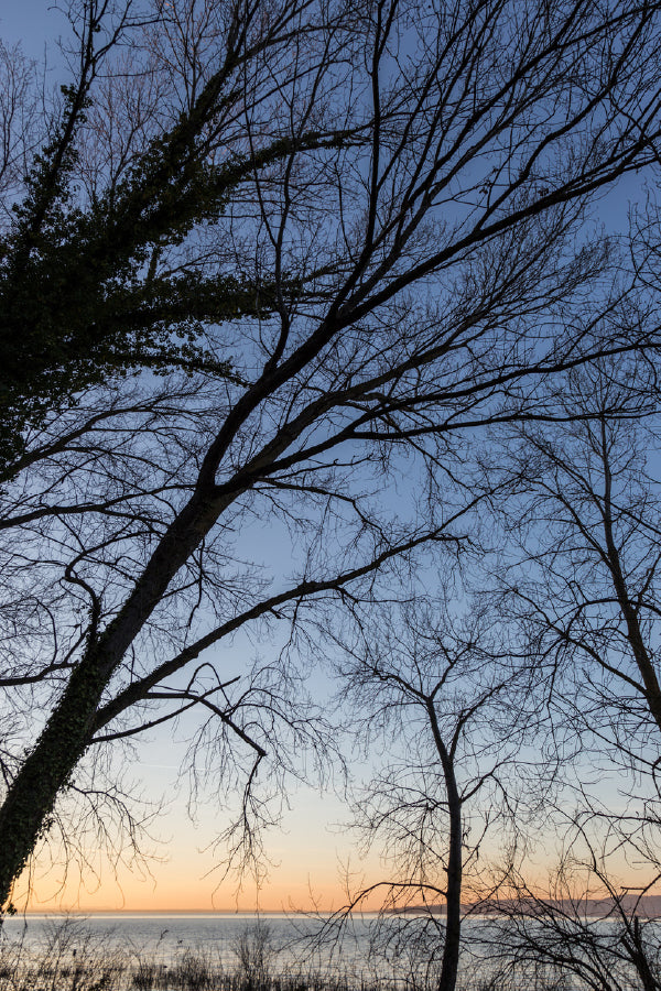 Dead Trees Silhouette Sunset View Photograph Print 100% Australian Made