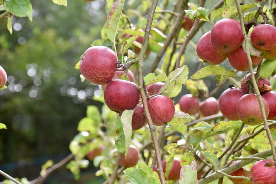 Red Apples Fruit Tree Photograph Print 100% Australian Made