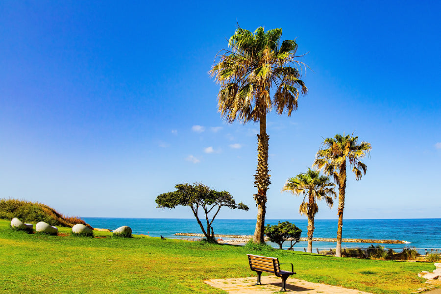 Tall Palms Trees on Green Lawns Photograph Print 100% Australian Made