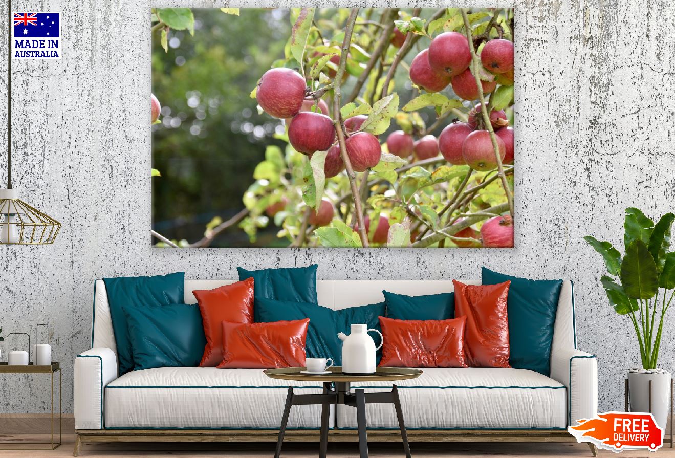 Red Apples Fruit Tree Photograph Print 100% Australian Made