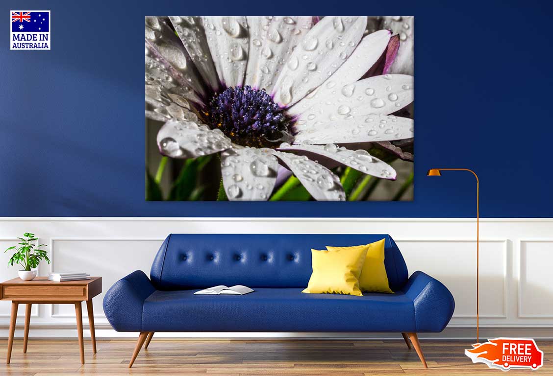 African Daisy Closeup View Photograph Print 100% Australian Made