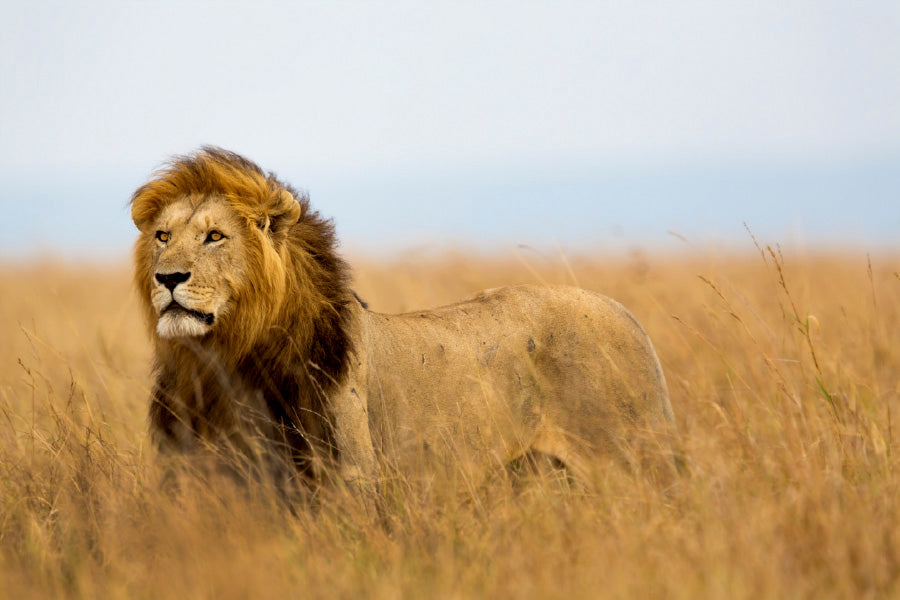 African Lion in Serengeti Park View Photograph Print 100% Australian Made