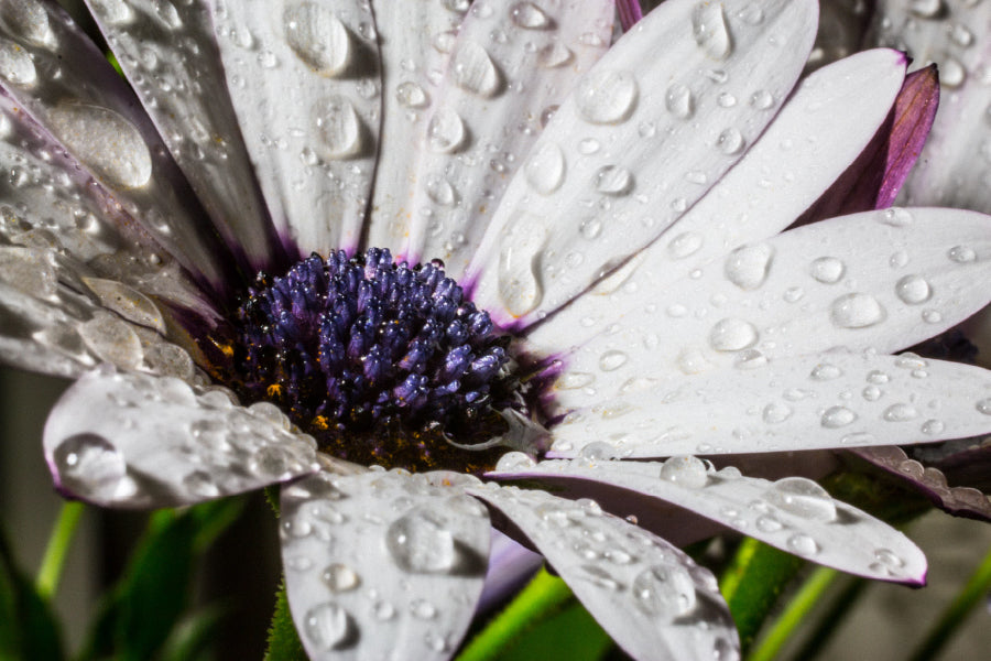 African Daisy Closeup View Photograph Home Decor Premium Quality Poster Print Choose Your Sizes