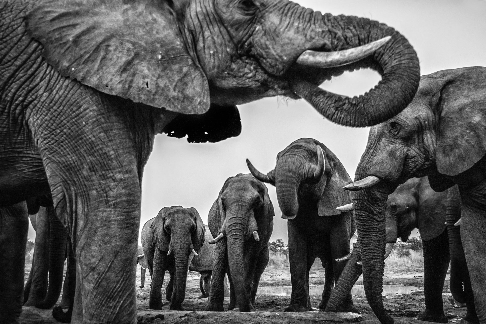 Elephants near Water Hole B&W Photograph Print 100% Australian Made