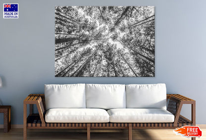 B&W Trees Tops View Photograph Print 100% Australian Made