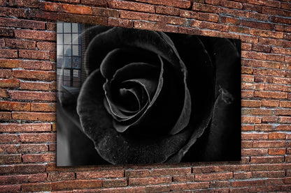 Black Rose Closeup View Print Tempered Glass Wall Art 100% Made in Australia Ready to Hang