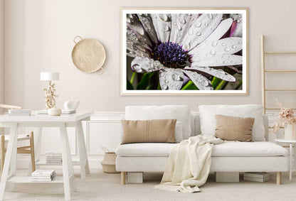 African Daisy Closeup View Photograph Home Decor Premium Quality Poster Print Choose Your Sizes