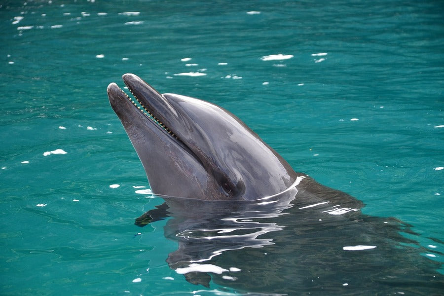 Dolphin on Sea Closeup Photograph Print 100% Australian Made