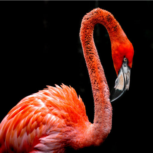 Square Canvas Red Flamingo Bird Photograph High Quality Print 100% Australian Made