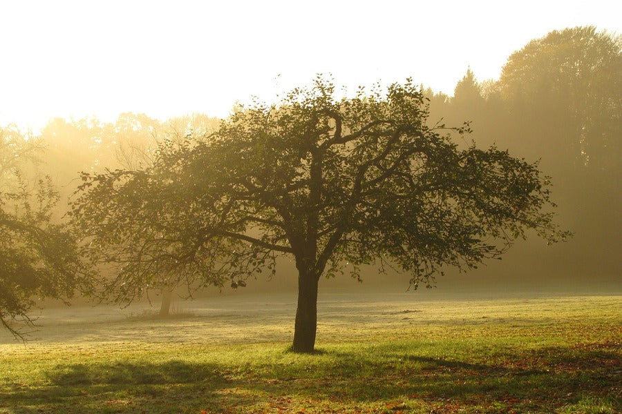 Alone Old Tree Sunset Photograph Print 100% Australian Made