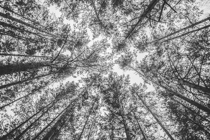 B&W Trees Tops View Photograph Print 100% Australian Made