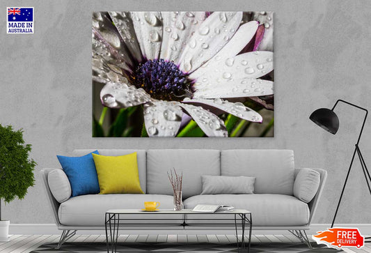 African Daisy Closeup View Photograph Print 100% Australian Made