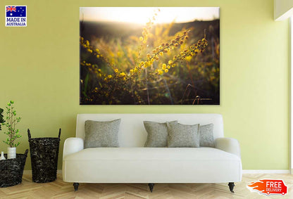 Yellow Flower Plants Sunset View Photograph Print 100% Australian Made