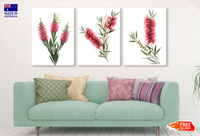 3 Set of Red Bottle Brush Flowers Photograph High Quality Print 100% Australian Made Wall Canvas Ready to Hang