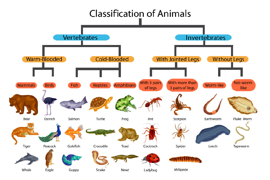 Chart of Biology Animals Diagram Vector Art Print 100% Australian Made