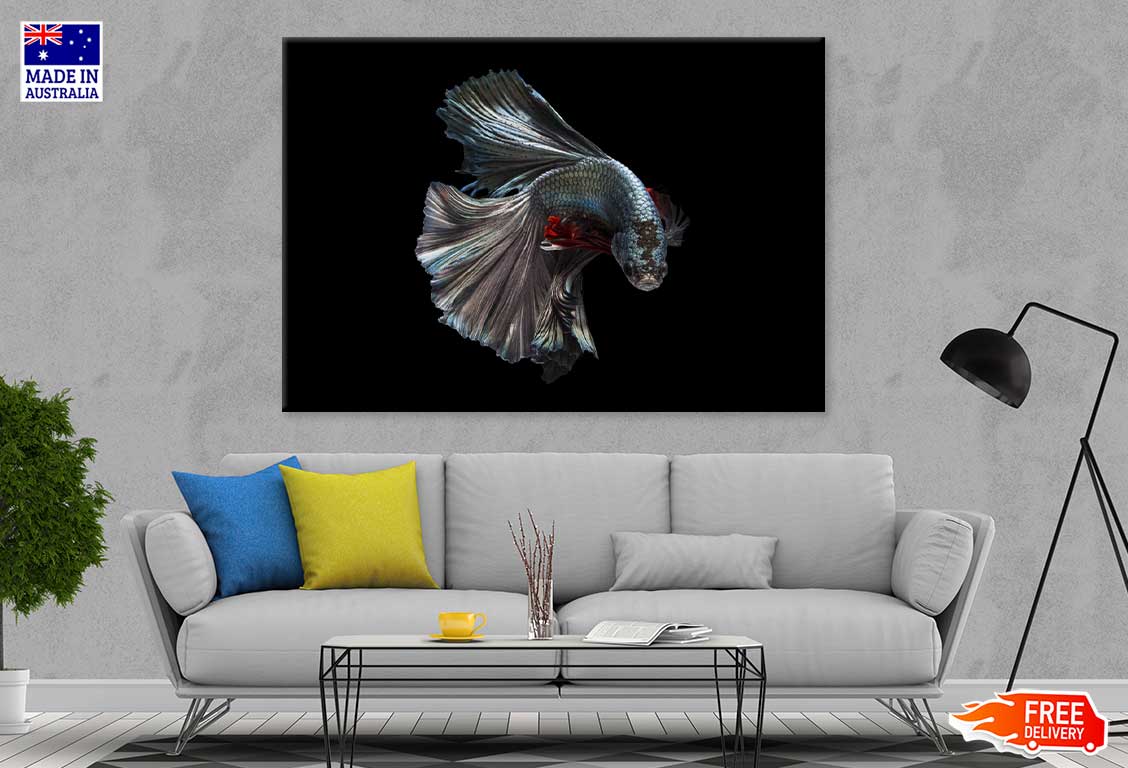 Fighter Fish on Dark Closeup View Photograph Print 100% Australian Made