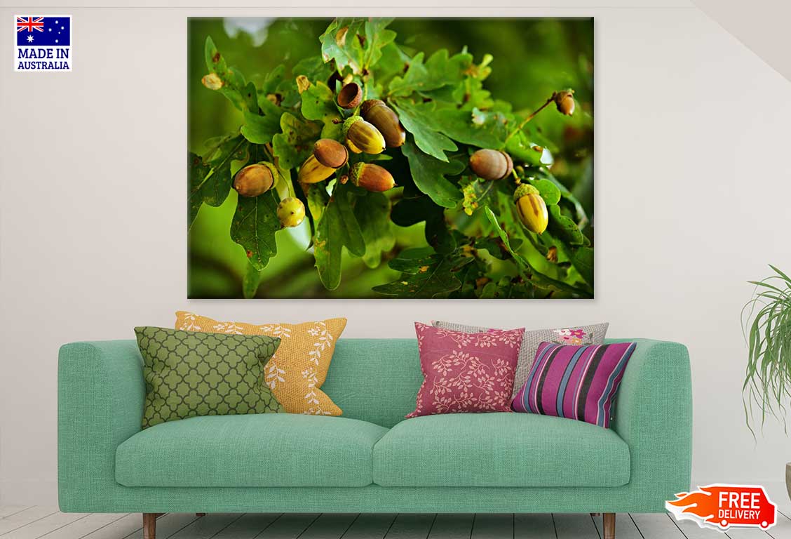 Oak Nuts on Oak Trees Photograph Print 100% Australian Made