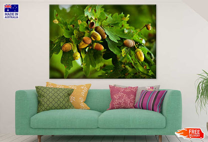 Oak Nuts on Oak Trees Photograph Print 100% Australian Made