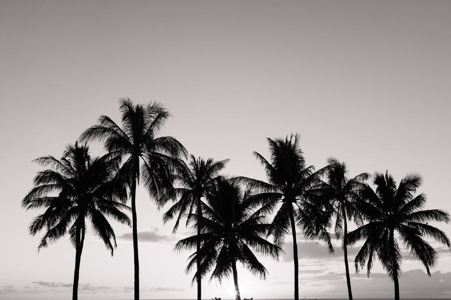 Palm Trees & Sky View B&W Photograph Print 100% Australian Made