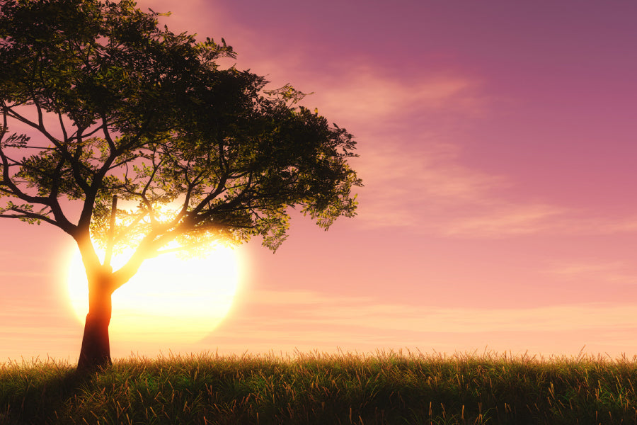 Tree on Grass Field Pink Sunset Photograph Print 100% Australian Made