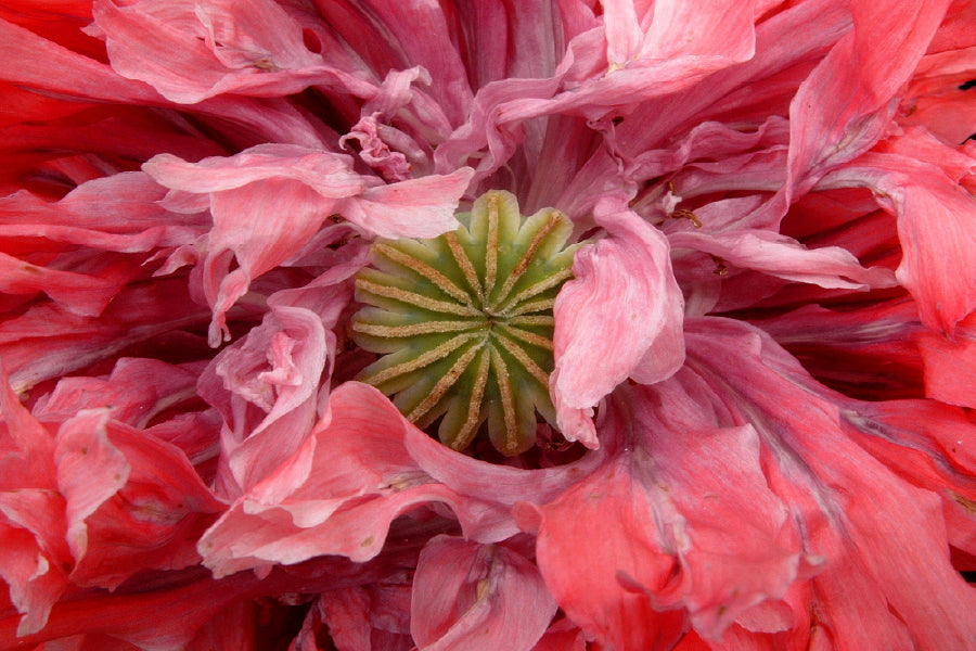 Pink Poppy Flower Macro Closeup Photograph Print 100% Australian Made