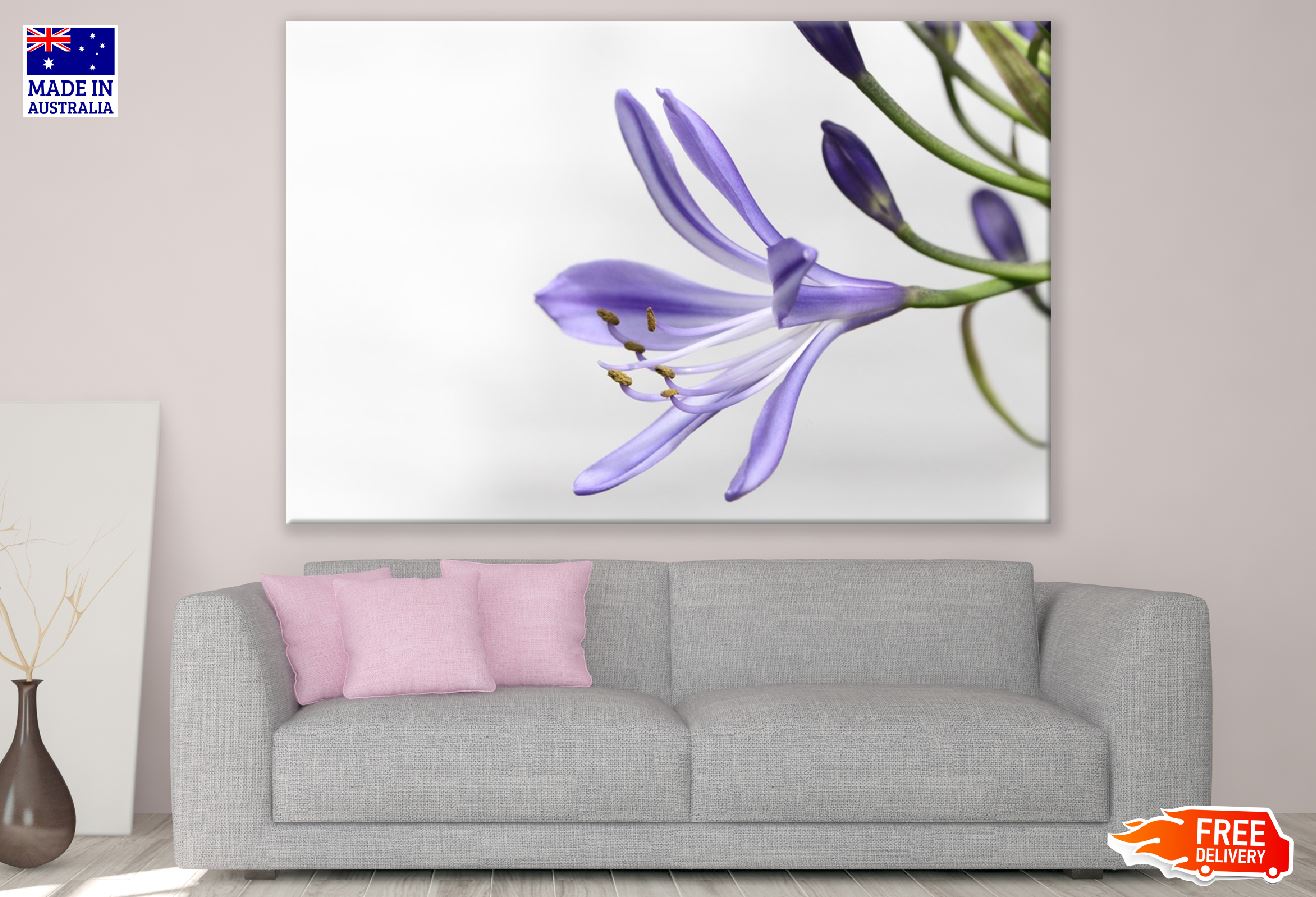 Agapanthus Flower Closeup Photograph Print 100% Australian Made