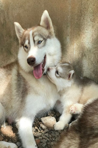 Baby Siberian Husky Puppies Photograph Print 100% Australian Made